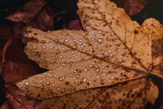 a close up of a leaf with drops of water on it by Nikolett Emmert courtesy of Unsplash.