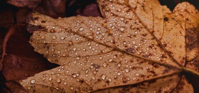 a close up of a leaf with drops of water on it by Nikolett Emmert courtesy of Unsplash.